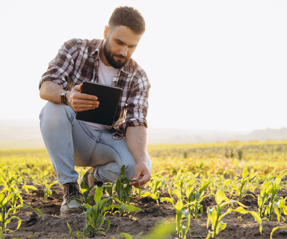 agronomist and corn