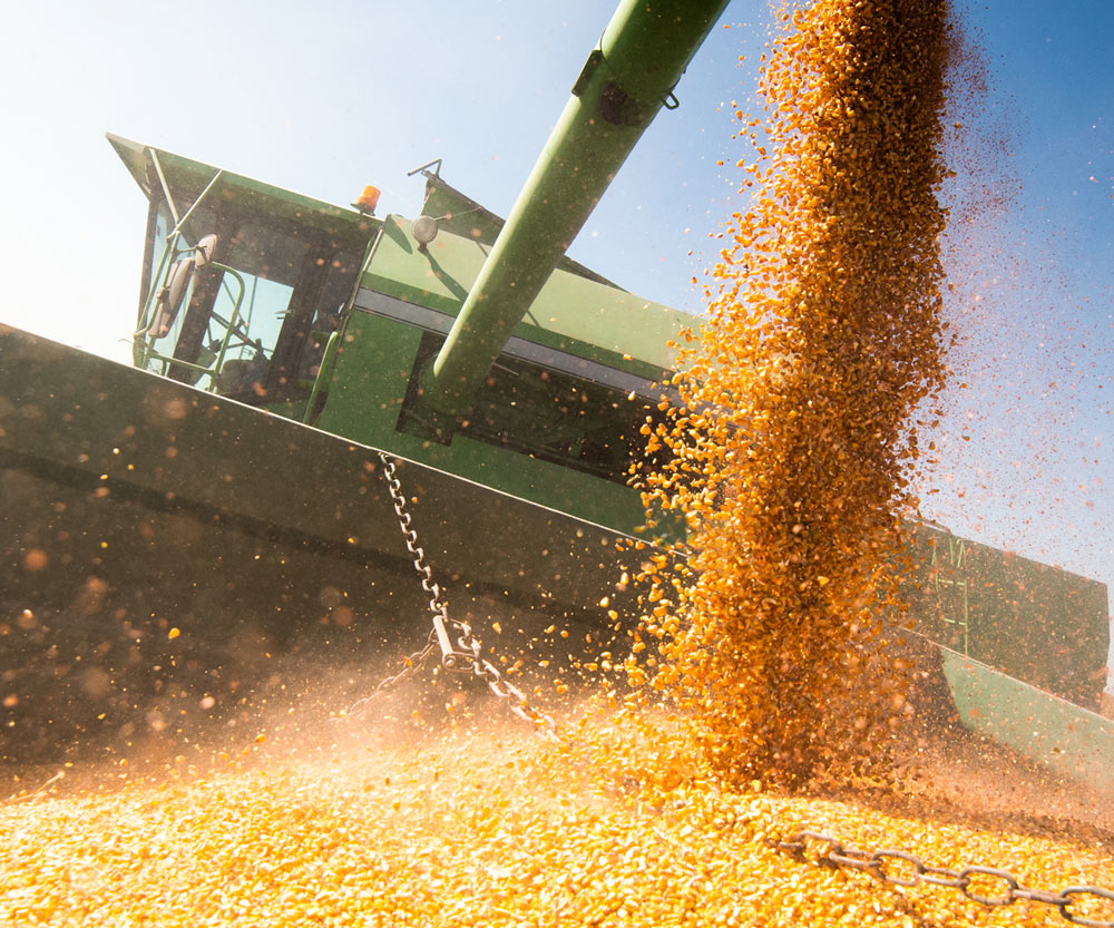 corn harvest