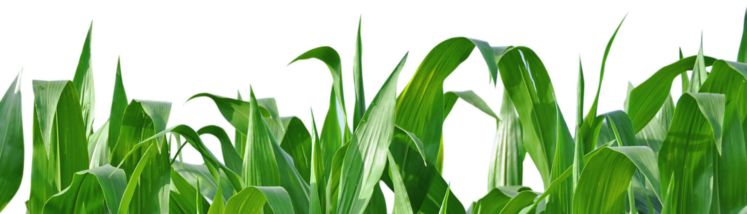 corn leaves