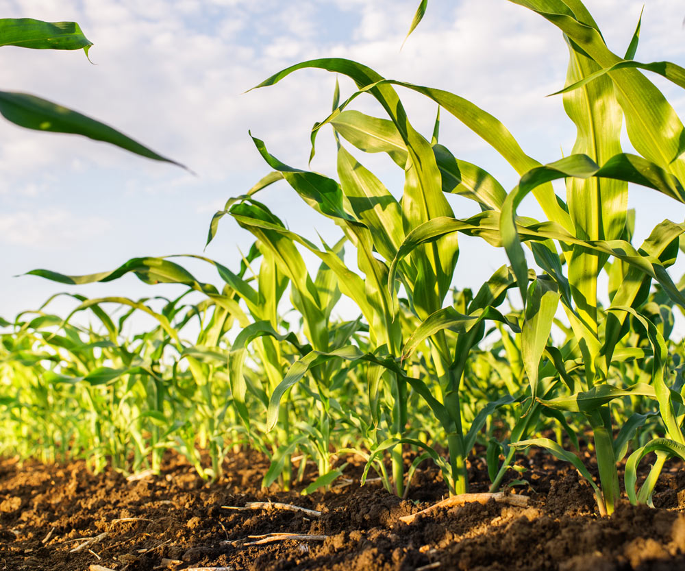 corn rows