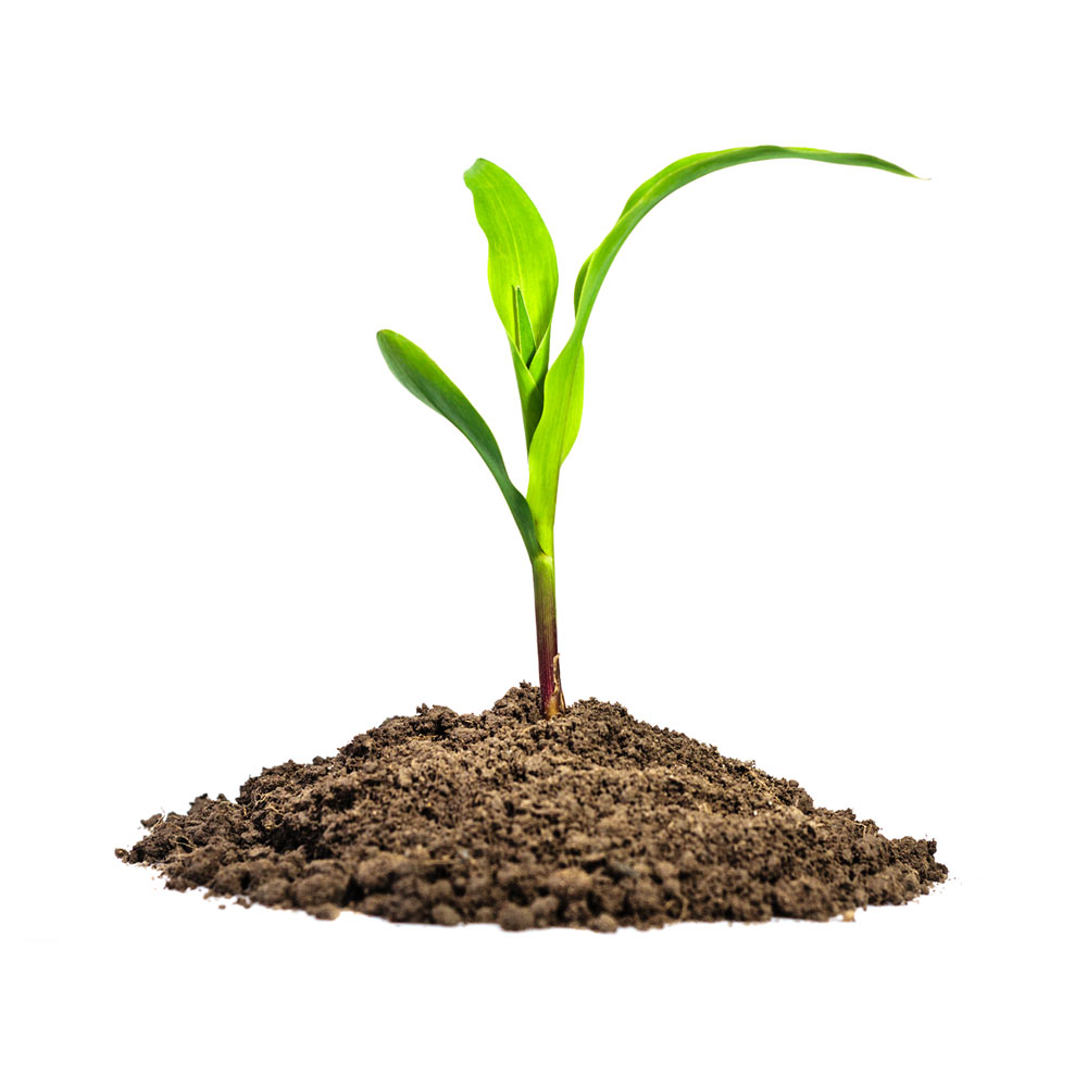 corn seedling